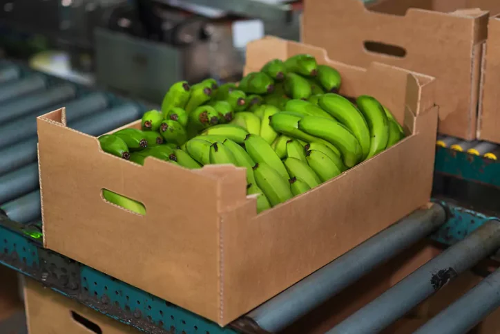 Controlar el peso de las cajas de banano - Costa Rica